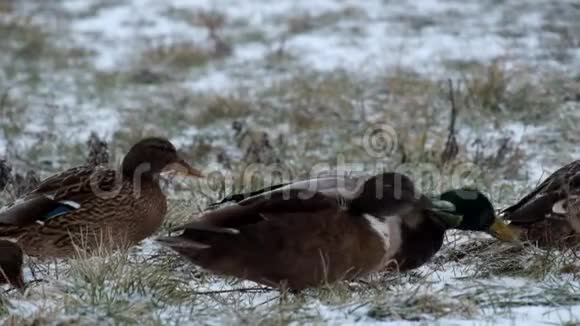 雪和野鸭在草地上打转视频的预览图