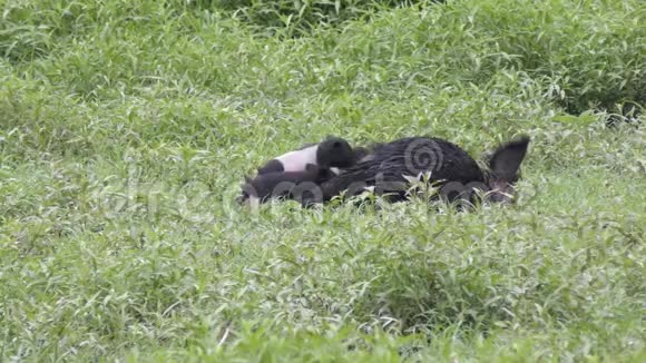 野猪妈妈在湿地喂小猪视频的预览图