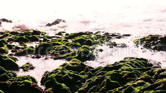 在有绿色苔藓的石头上视频的预览图