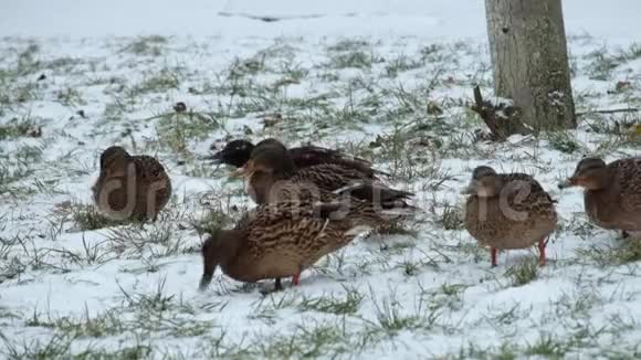 雪和野鸭在草地上打转视频的预览图