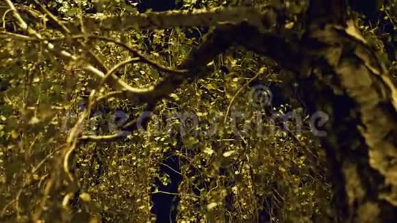 路灯下的桦树枝视频的预览图
