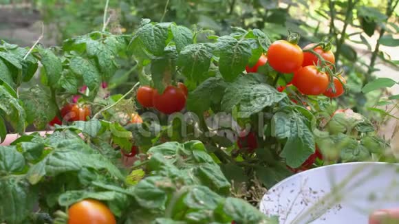 年轻的女人采摘红色樱桃西红柿并把它们放进碗里在花园里睡觉视频的预览图