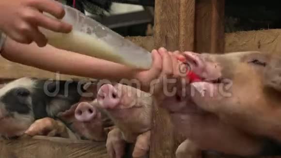 给饥饿的猪喂奶视频的预览图