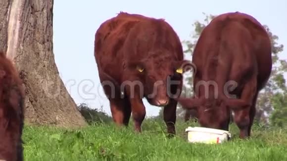 北爱尔兰联合王国的农场里的牛视频的预览图