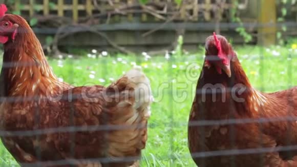 后院里有自由活动的鸡视频的预览图