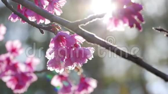 春天阳光透过樱花树照耀视频的预览图