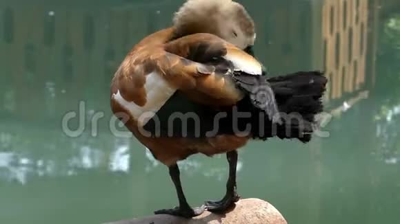 一只浅棕色的鸭子在湖边捏它的尾羽视频的预览图