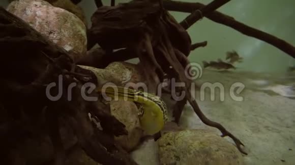 海洋水族馆中的黄箱鱼视频的预览图