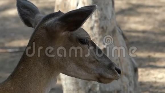 夏天一只雌鹿在动物园里站立着视频的预览图