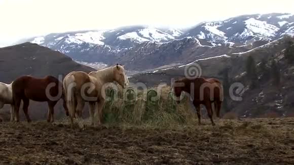 爱达荷州山上的马视频的预览图