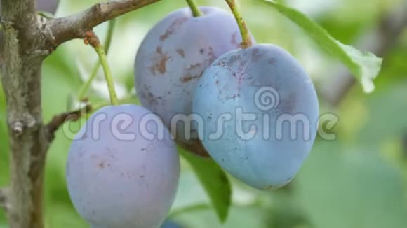 成熟的果实蓝色的李子挂在树枝上视频的预览图