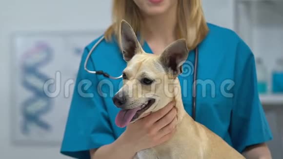微笑女兽医抚摸狗在兽医诊所检查宠物保健视频的预览图
