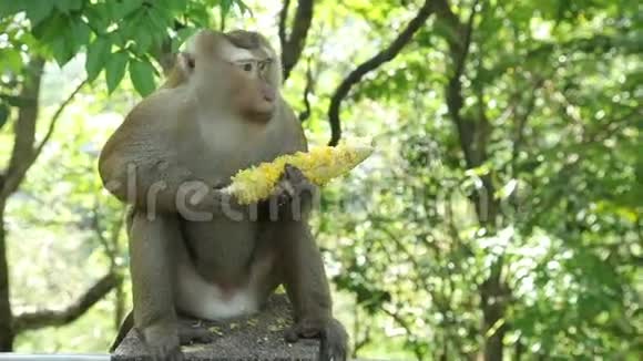 猴子坐着吃玉米视频的预览图