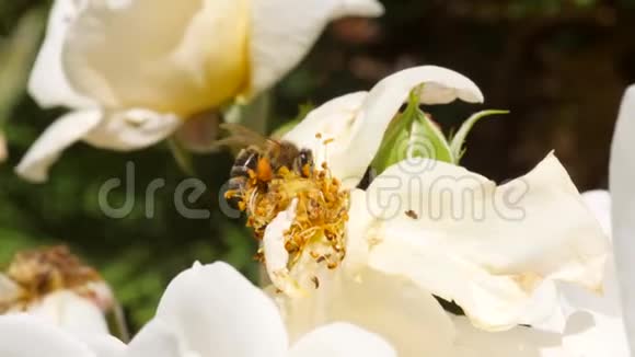 夏日花园白玫瑰花上的野蜂4K慢动作特写视频的预览图