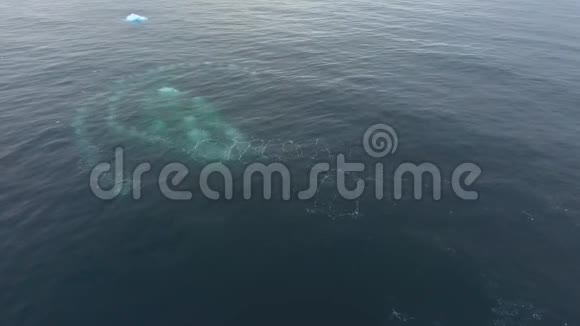 鲸鱼的头从海洋深处浮出安德列夫视频的预览图