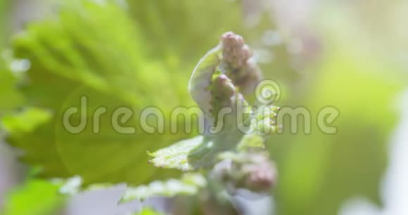 年轻的新葡萄在春天萌芽视频的预览图