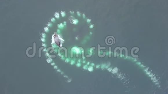 鲸鱼从水深处弹出安德列夫视频的预览图