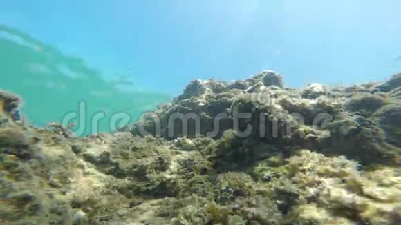 水下世界有岩石阳光鱼视频的预览图