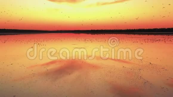 湖上日落空中海鸥视频的预览图