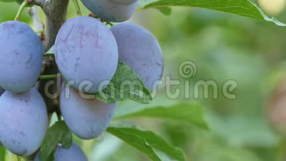 成熟的果实蓝色的李子挂在树枝上视频的预览图