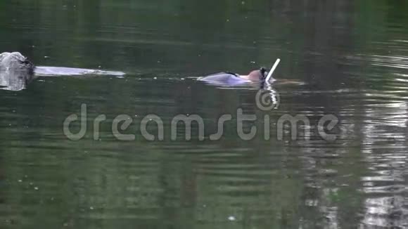 一个穿蓝色甲喹龙的人躺在水里然后潜水视频的预览图