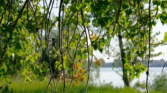 河堤上的桦树在白天阳光下视频的预览图