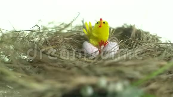 一只可爱的玩具鸡窝里坐在鹌鹑蛋上视频的预览图