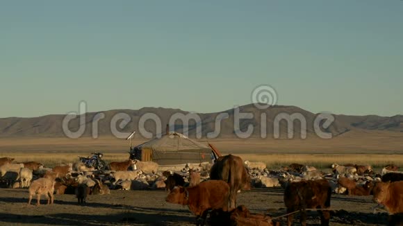 在蒙古游牧民族家族的一只蒙古包Ger面前放着牛绵羊和山羊视频的预览图
