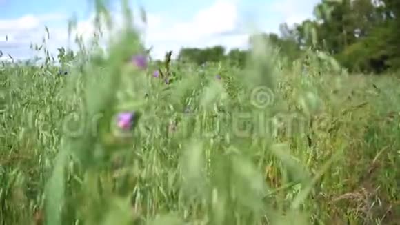 燕麦的绿色田野燕麦的田野在风暴云的背景下耳朵在风中摆动视频的预览图