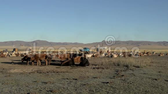 早晨蒙古游牧民族一家的一只羊和一只羊在一只酸奶前视频的预览图