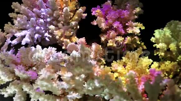 天然珊瑚被明亮的五彩灯照亮视频的预览图