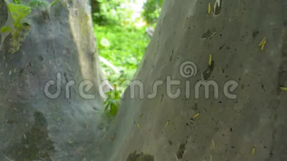 幼虫虫鸟蛾在蜘蛛网组织覆盖的树上爆发视频的预览图