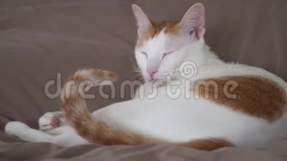 白色和生姜家猫睡在床上舒适和舒适视频的预览图