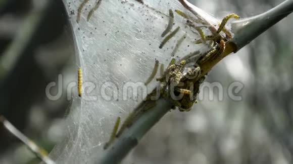 幼虫蠕虫雀鸟飞蛾甲壳虫爆发在网上特写镜头中爬行视频的预览图