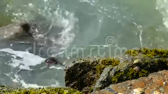 螃蟹从一块石头跳到另一块石头视频的预览图