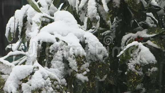 白雪皑皑的植物视频的预览图