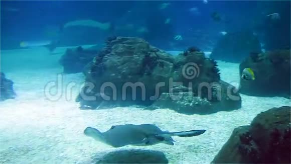 大型海洋黄貂鱼和鲨鱼海洋珊瑚礁里有很多鱼视频的预览图