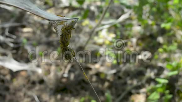 卡特彼勒蝴蝶幼虫蠕虫在树上的蛛网组织袋内特写视频的预览图