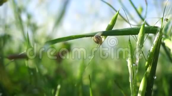 蜗牛爬在草叶上视频的预览图