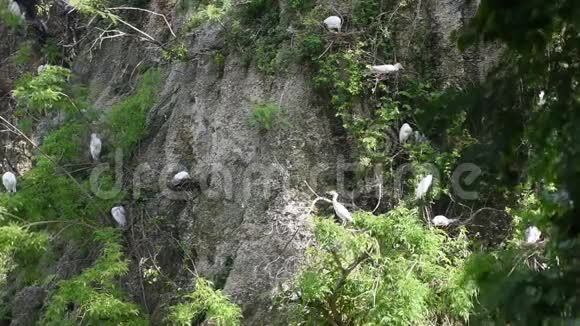 岩石上的鸟视频的预览图