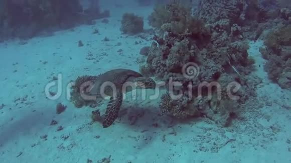 红海龟游于热带珊瑚礁壁视频的预览图