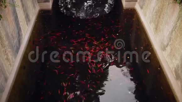 锦鲤在河塘里捕鱼视频的预览图