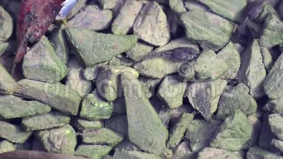 蝌蚪吃水中石头上的藻类发展到新的青蛙生活视频的预览图