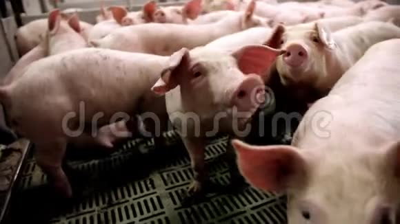 农场里的一只小猪一群猪等待饲料猪在摊子里视频的预览图