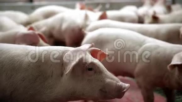 农场里的一只小猪一群猪等待饲料猪在摊子里视频的预览图