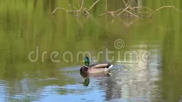 鸭子在春天公园的池塘里沿着水游视频的预览图