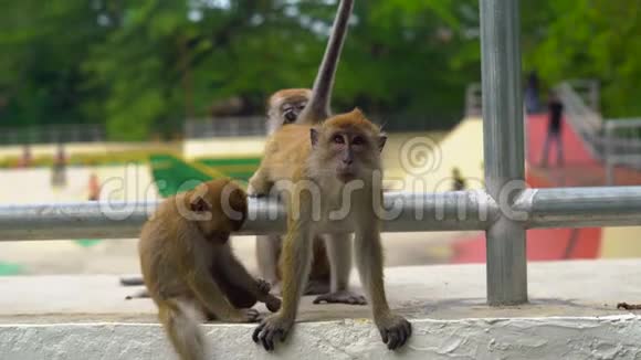 对比自然与城市的概念野生猴子坐在溜冰公园的背景下视频的预览图