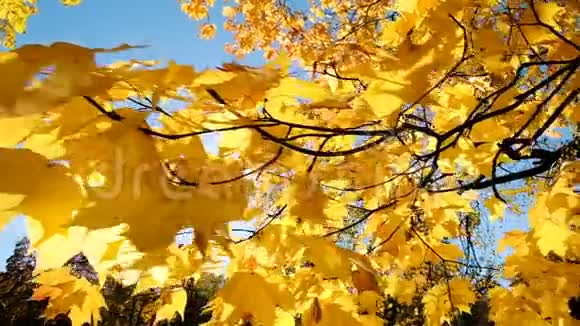 黄秋叶在阳光下慢镜头移动视频的预览图