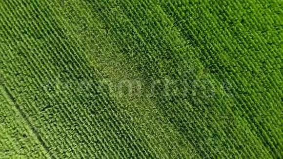 西班牙夏季玉米的无人机镜头视频的预览图