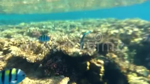 带热带鱼的近海珊瑚礁视频的预览图